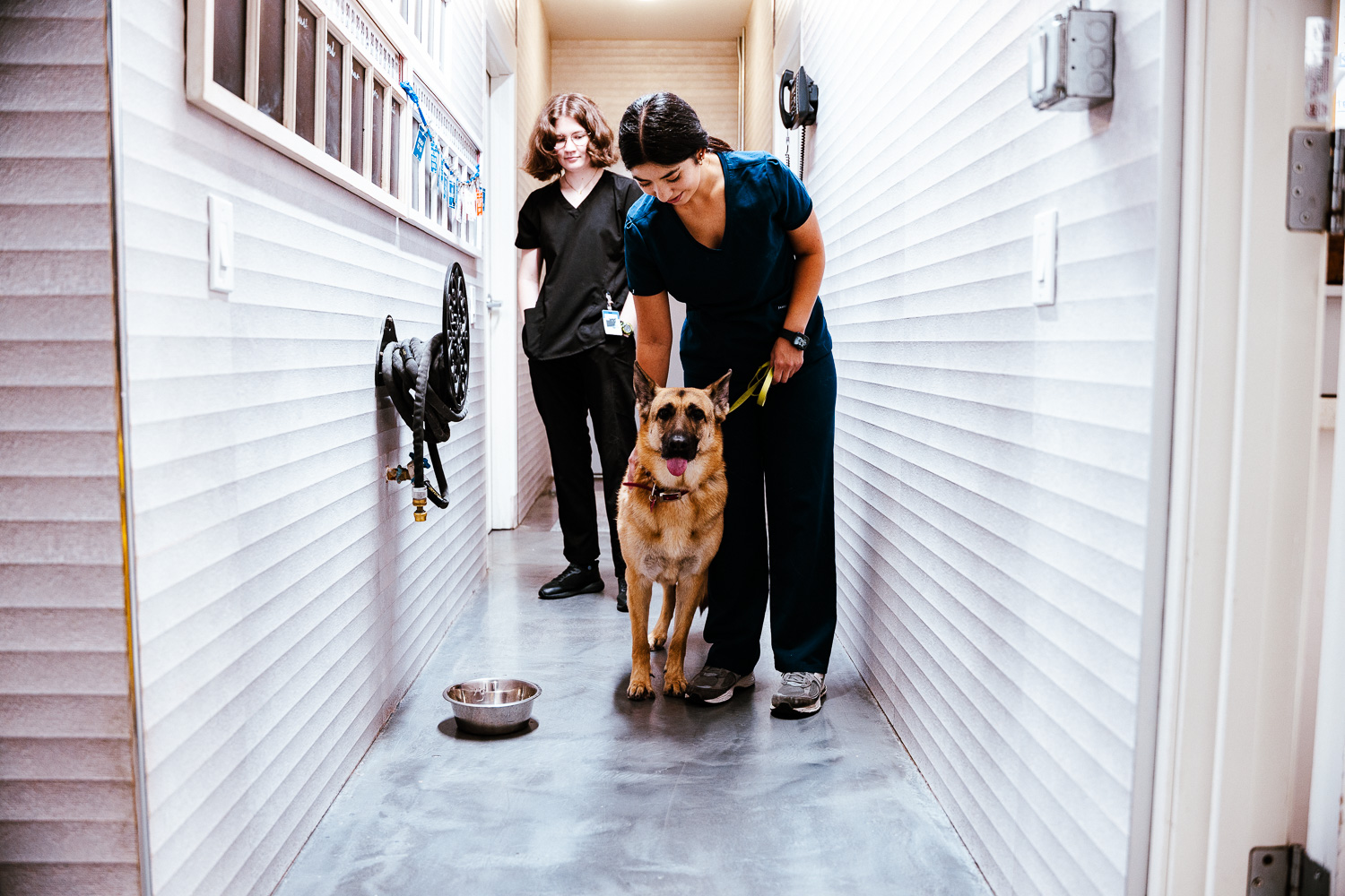 German Shepherd in kennel - imperial animal hospital