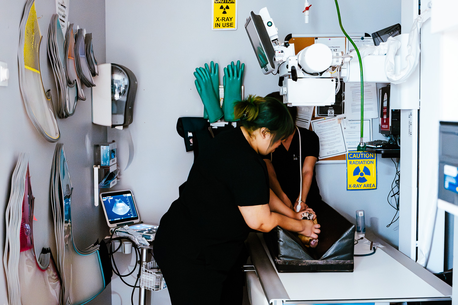 dog getting an ultra-sound - imperial animal hospital