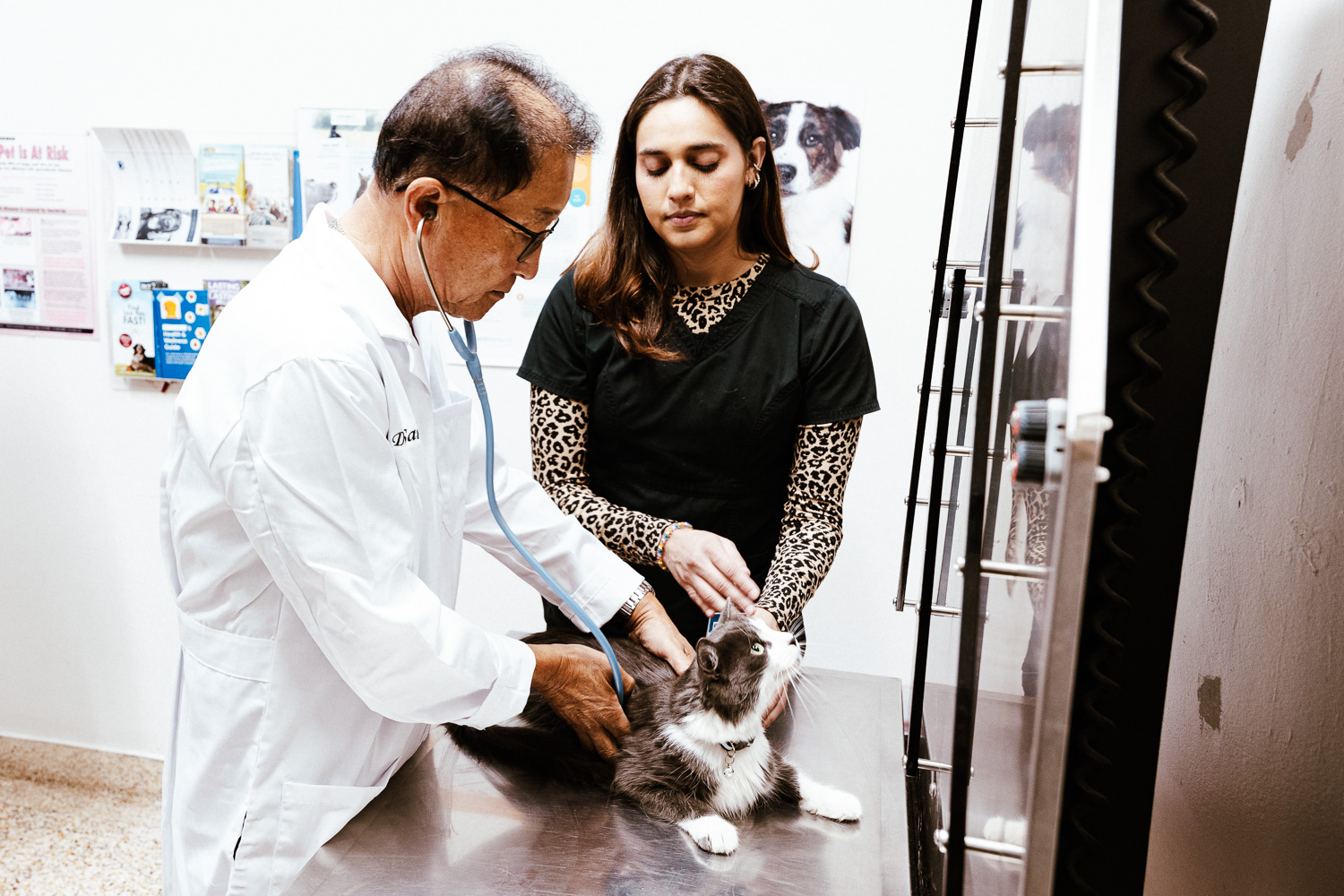 Dr Kim examining a cat. - imperial animal hospital