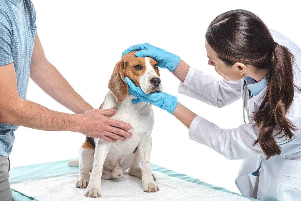 cropped shot of man holding beagle while veterinarian examining - Imperial Animal Hospital