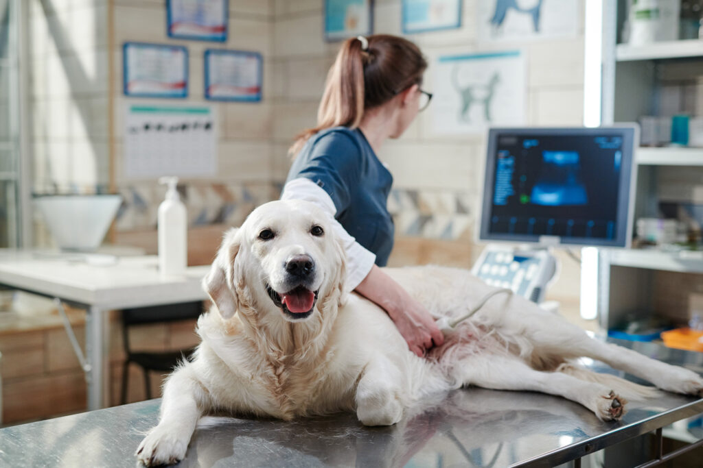 English Cream Retriever Dog getting an ultrasound at the vet