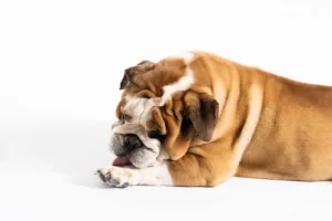 Bulldog Licking paw