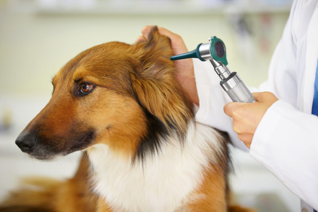 Dog getting its ear checked by Vet - imperial animal hospital