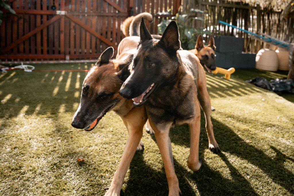 Three Belgian Malinois dogs playing on a sunny day - imperial animal hospital