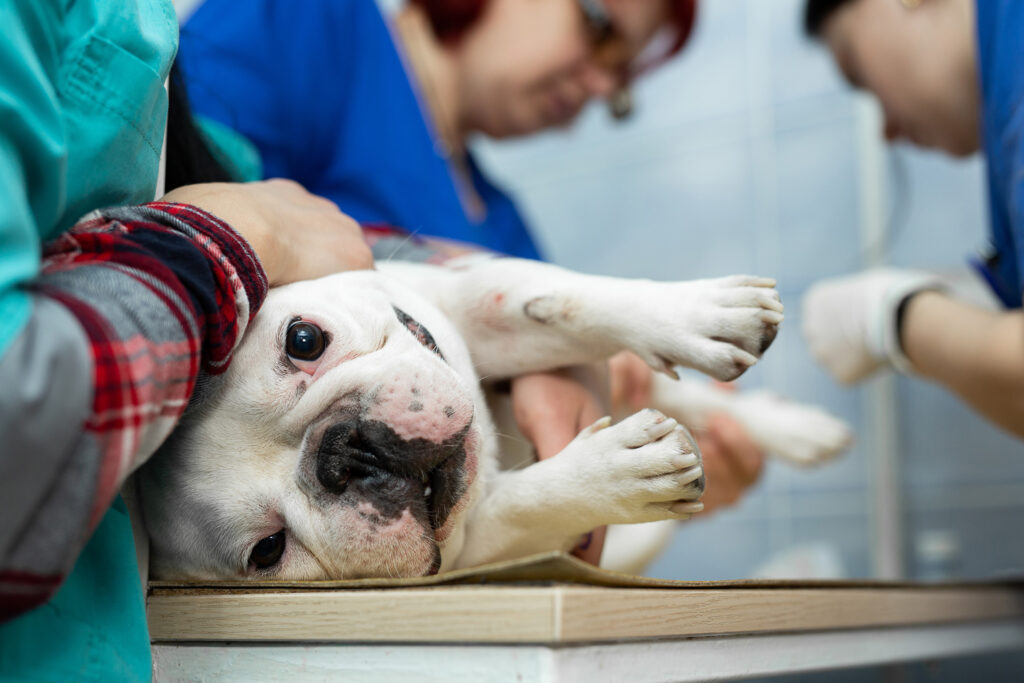 French bulldog about to go into surgery - Imperial Animal Hospital