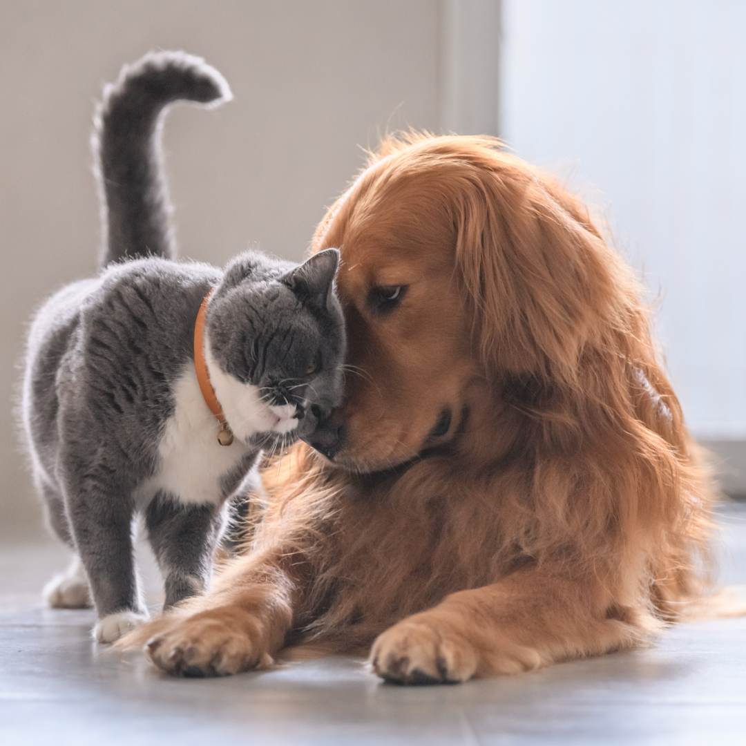 May Is Arthritis Awareness Month: Is Your Pet in Pain?