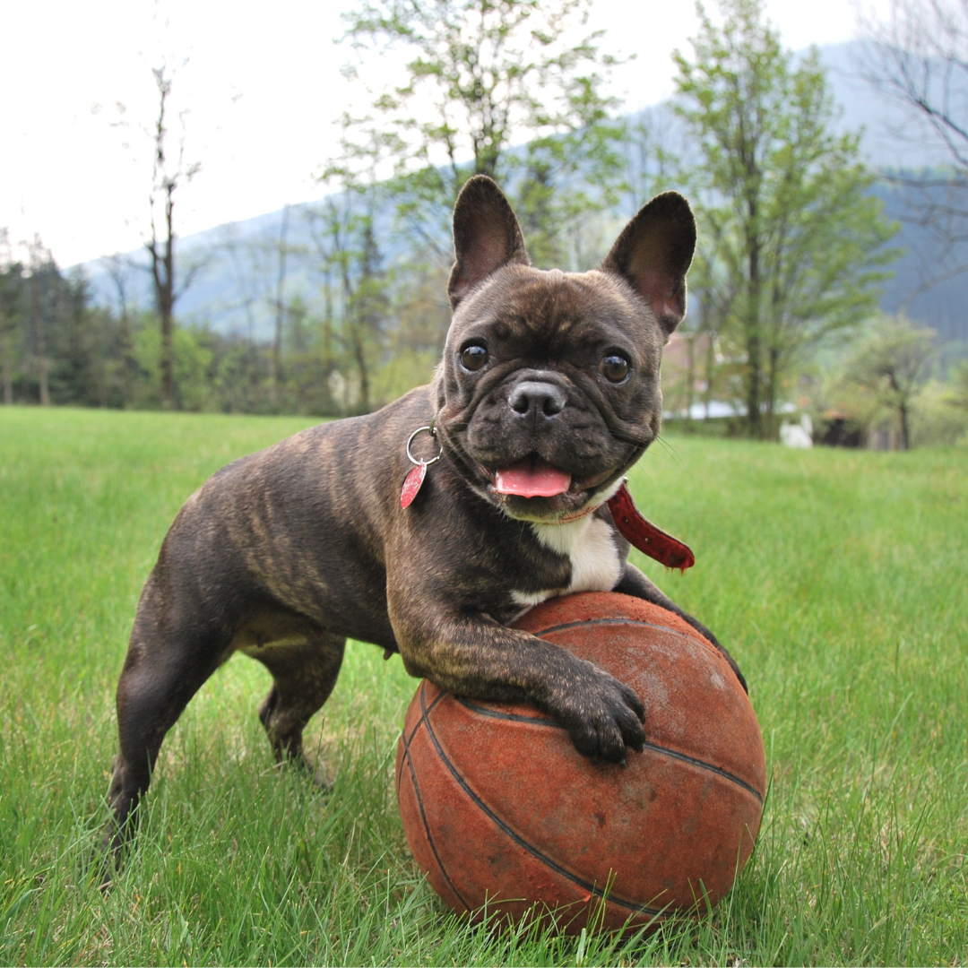 Why Flea Prevention Is a Must for Your Pet’s Health