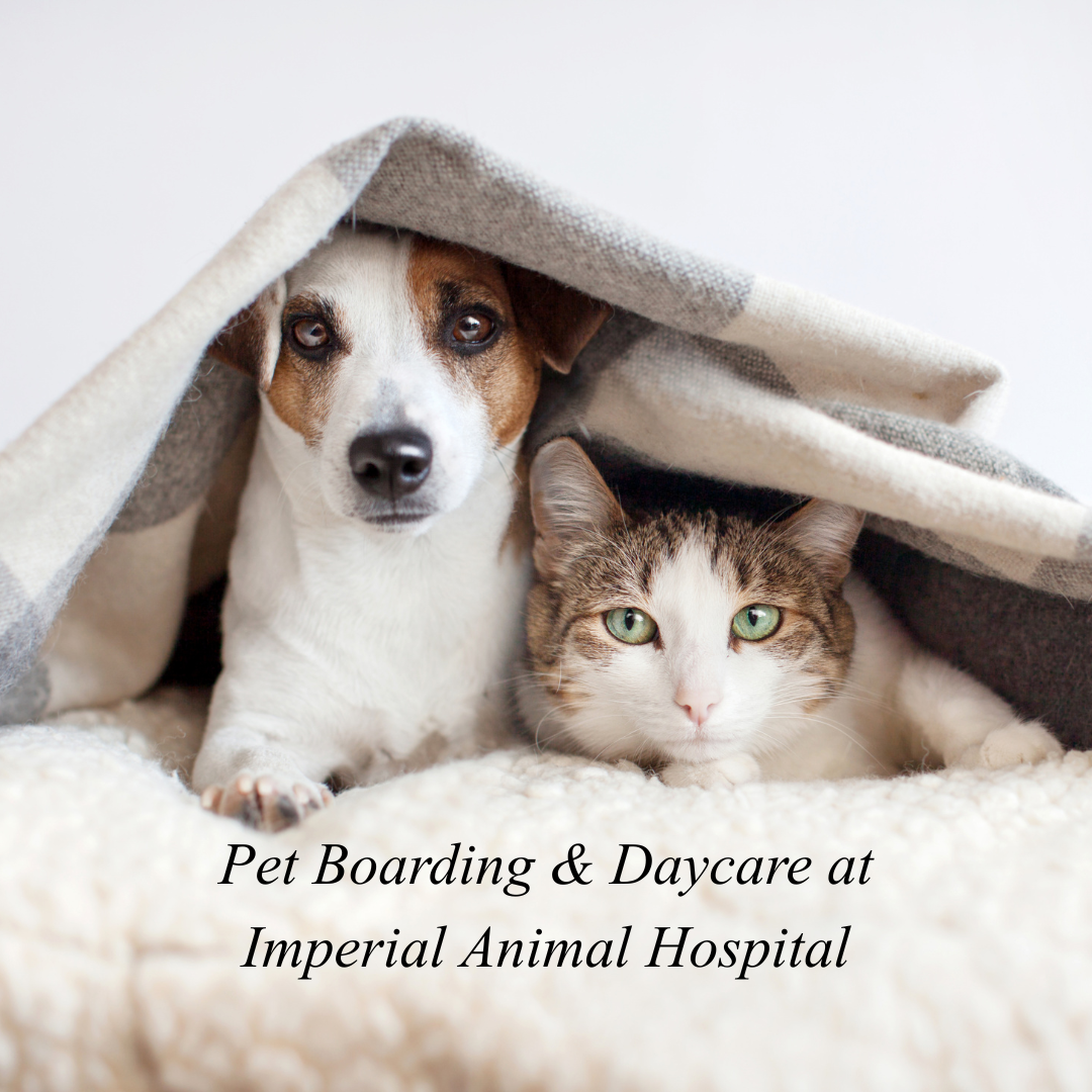 Overnight Boarding, Daycare & Medical Boarding: Safe, Comfortable Care for Your Pets
