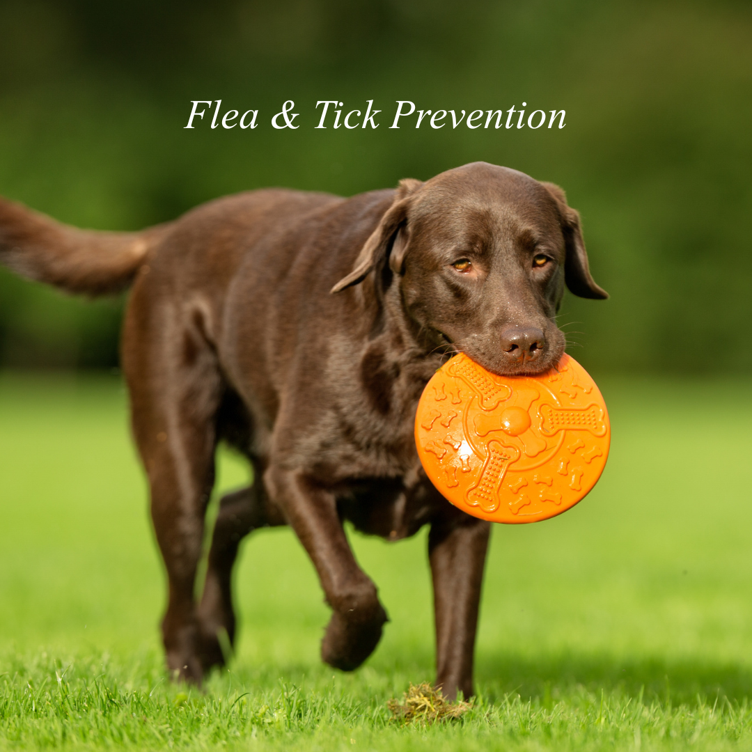 Flea & Tick Prevention: Keeping Your Pets Protected Year Round