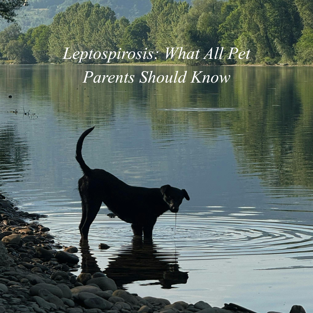 Leptospirosis: What Pet Owners Should Know This Season