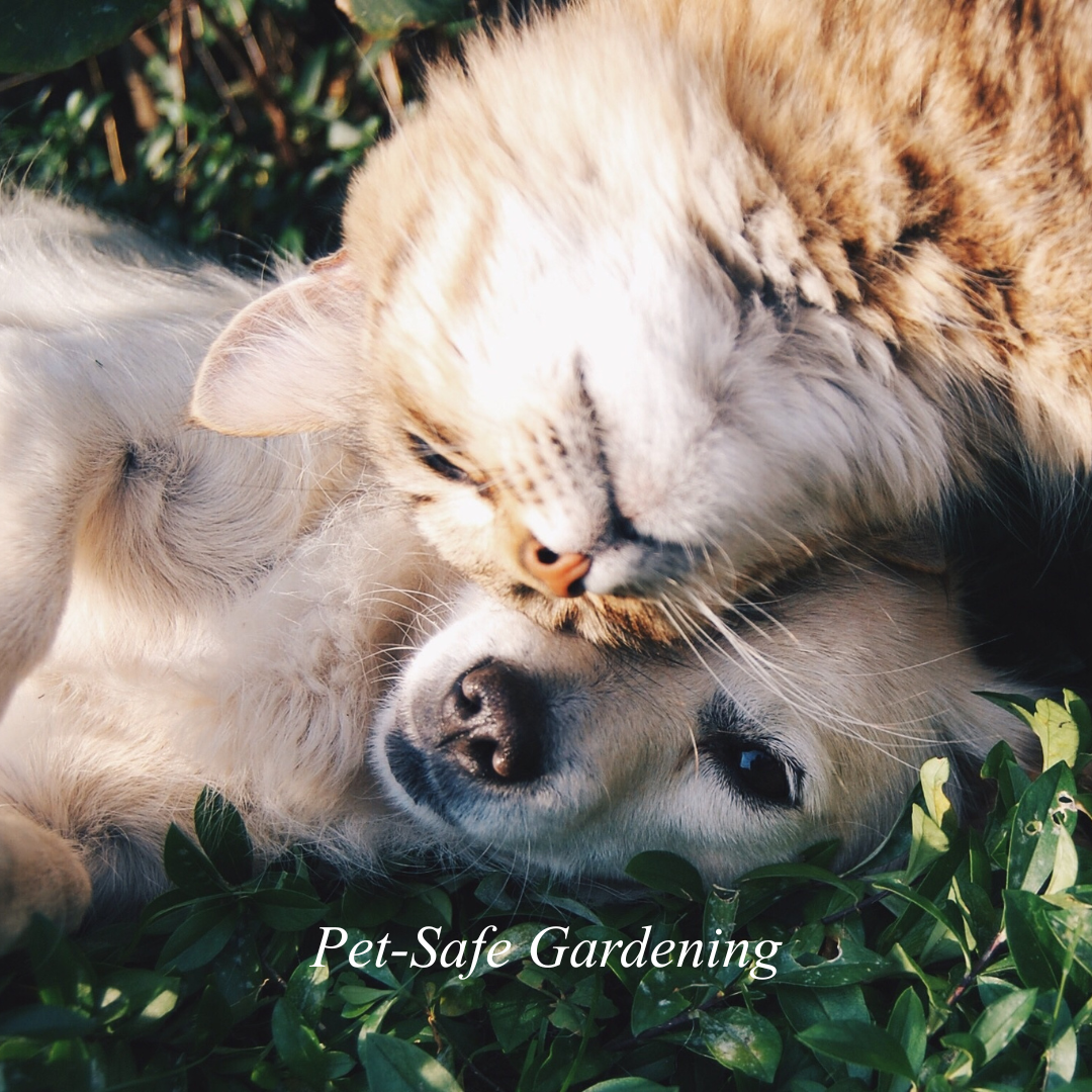 Pet‑Safe Gardening: How to Keep Your Yard Beautiful and Safe for Pets