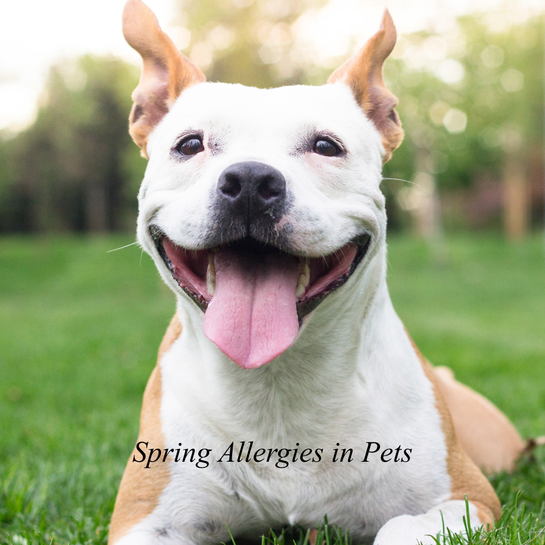 Spring Allergies in Pets: What to Watch For This Season