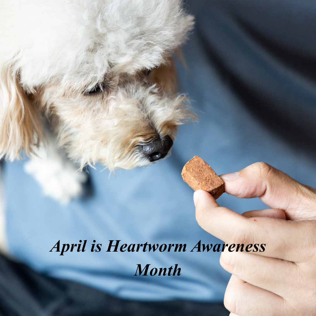 Heartworm Disease: A Simple Guide for Pet Owners